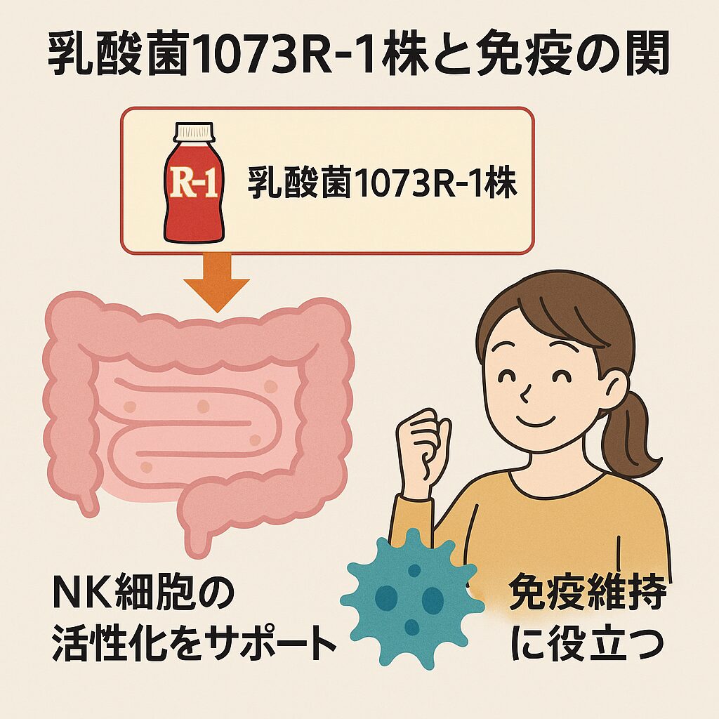 乳酸菌1073R-1株がNK細胞の活性化をサポートし免疫維持に役立つメカニズムを示す図。R-1の特徴を視覚的に説明するイラスト。