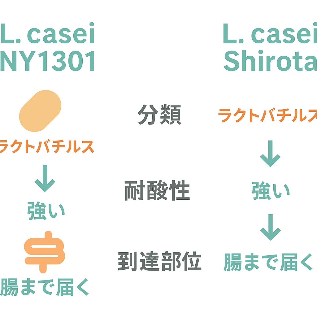 ピルクルとヤクルトの乳酸菌比較。NY1301株とシロタ株の分類・耐酸性・到達部位を矢印で整理し、腸まで届く仕組みをやさしく可視化