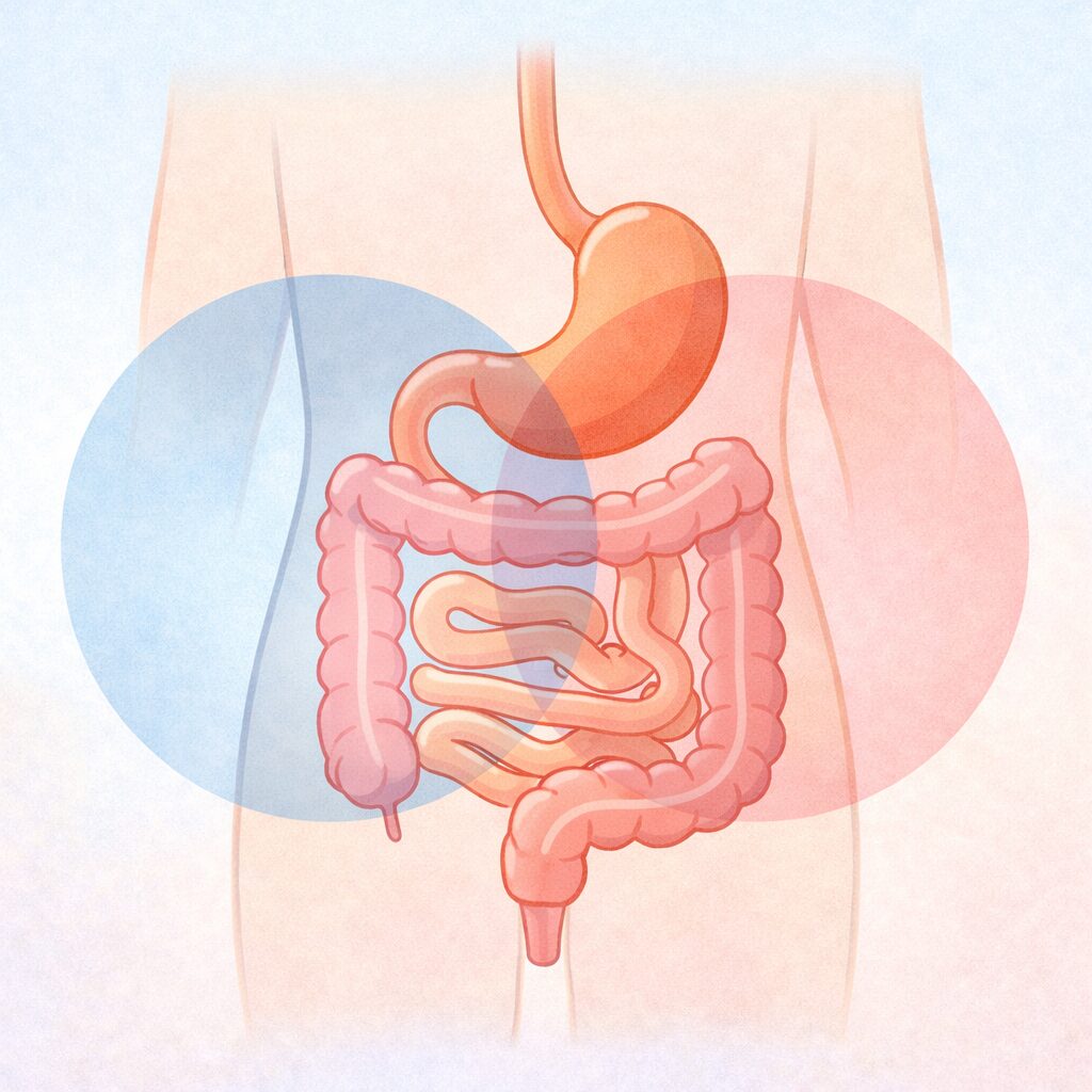 腸の中で働く場所の違いに着目し、便秘対策の考え方を整理した全体像イメージ図